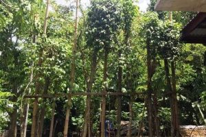 Kedai Pohon Sireh Dale Rhu